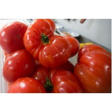 Редкие сорта томатов Вова Путин 
